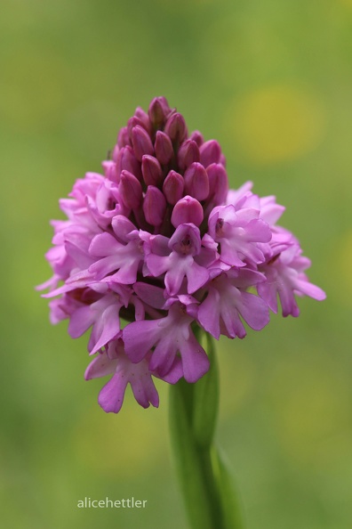 Spitzorchis (Anacamptis pyramidalis)